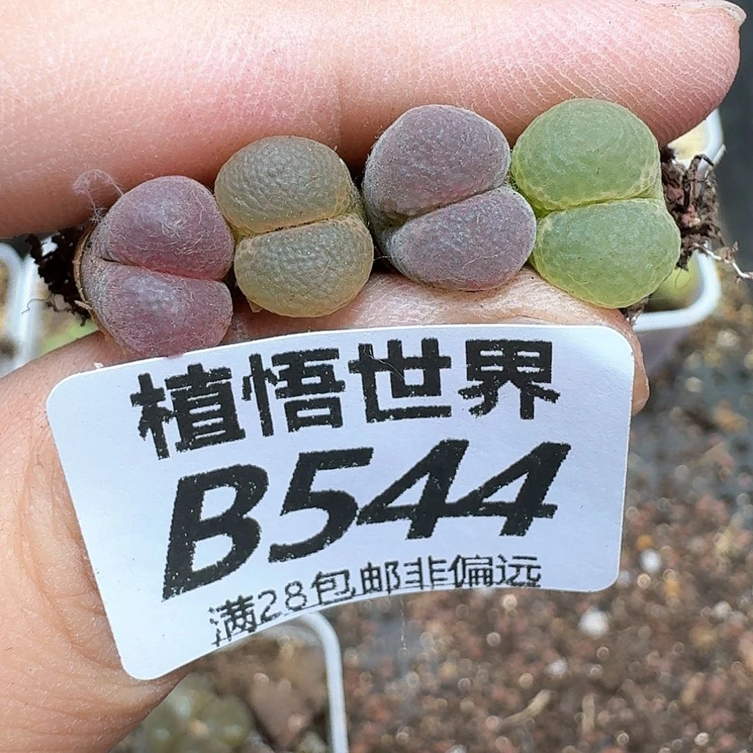 多肉植物的润泽额f g