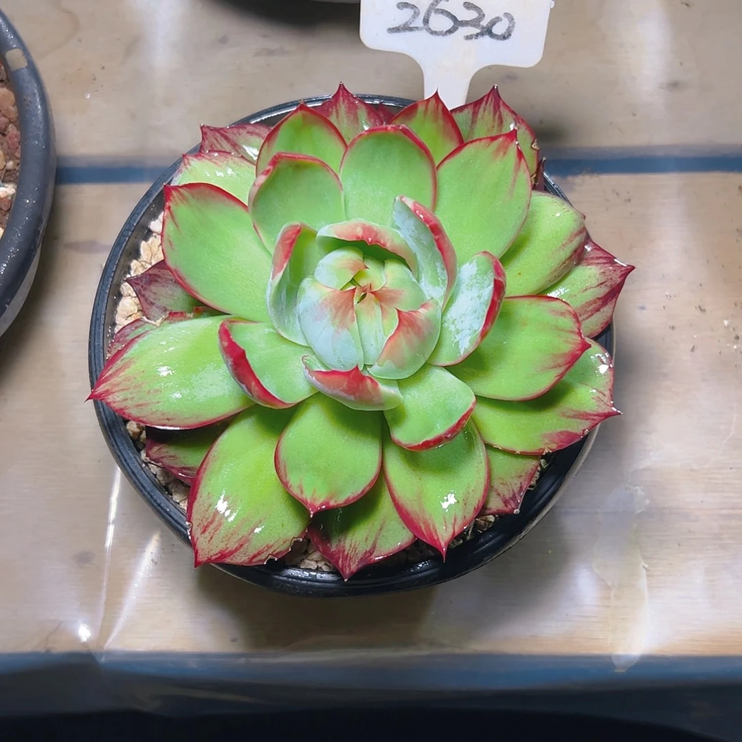 莫***宸惊鸿仙子一物一拍2630号