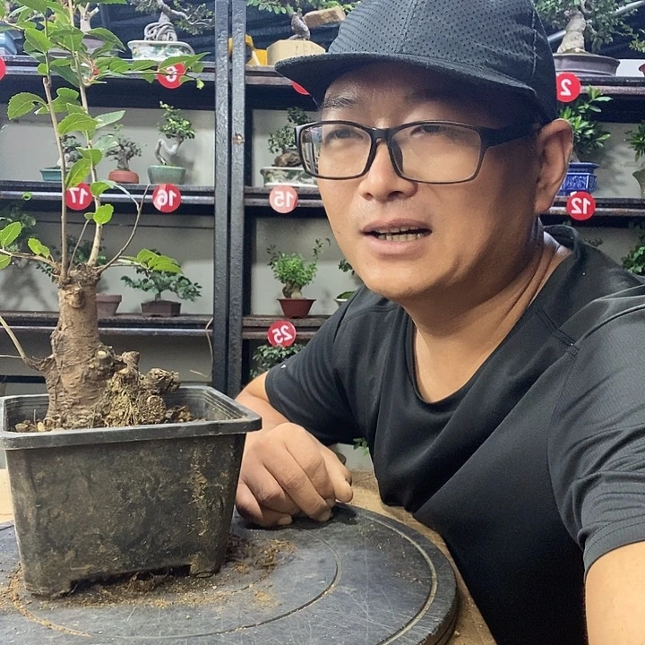 惠***园无花朵小叶榔榆一个