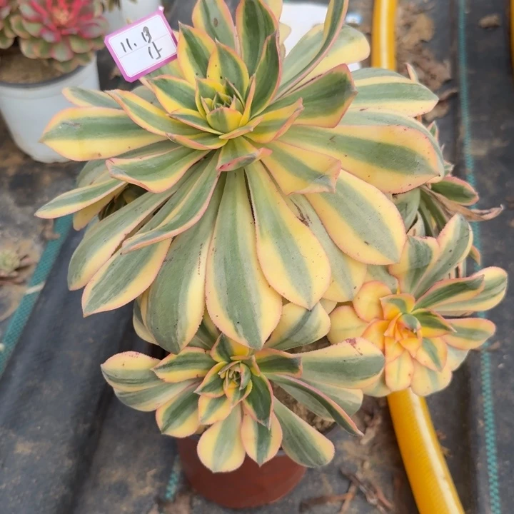 灿烂多肉植物绿植15