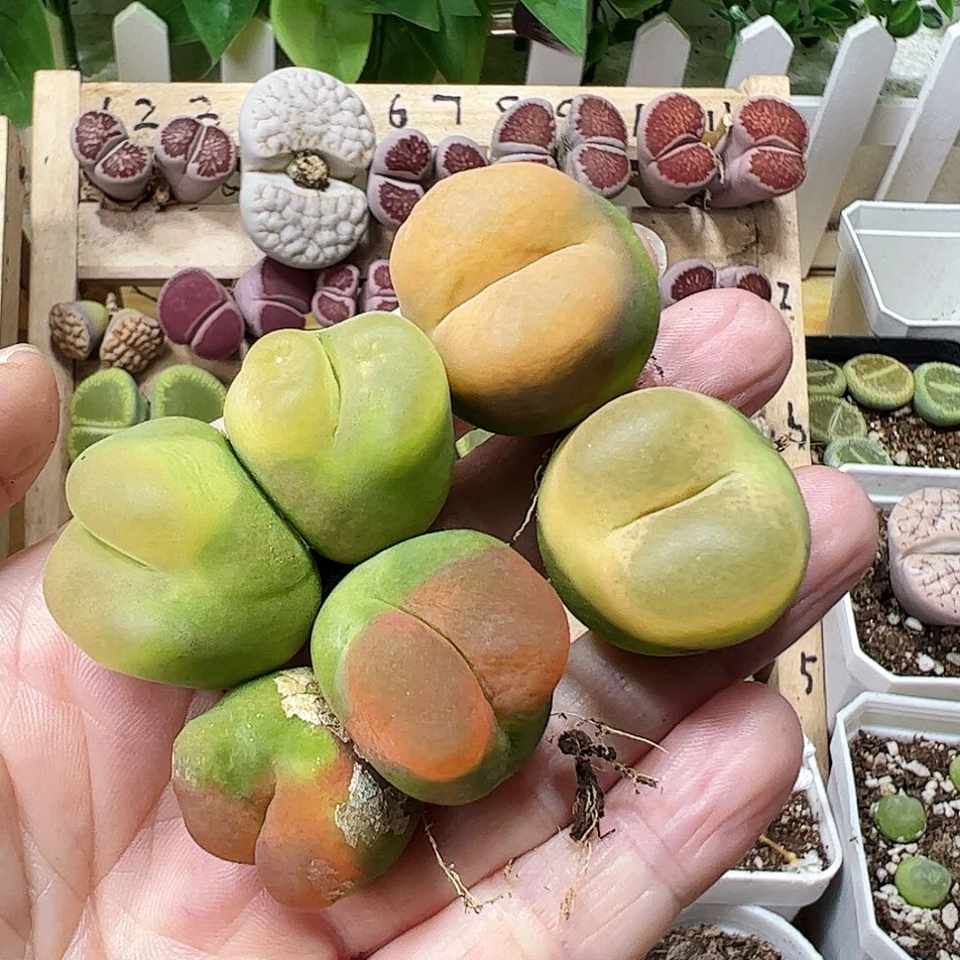 无花朵福利毛无售后一手包邮