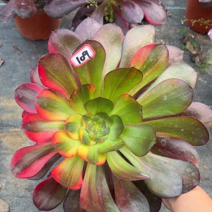 巫毒七彩花脸多肉109