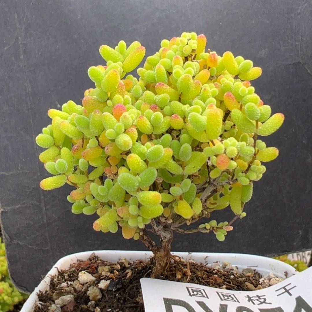【闪购商品】dy6711精控蜜橘冠幅4.5cm