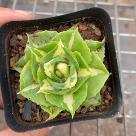 黄中斑锦6仙人球