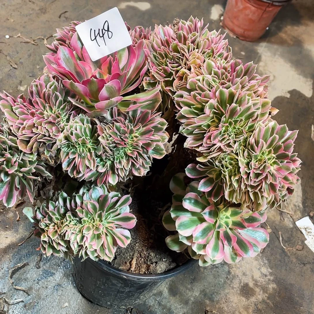 多肉法师448号粉女巫缀化发货不包损