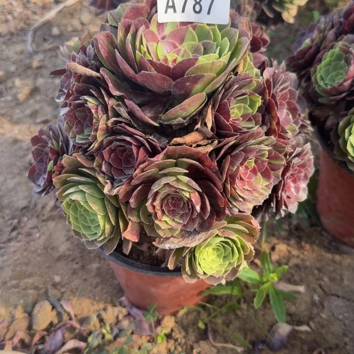 787花月夜。多肉植物