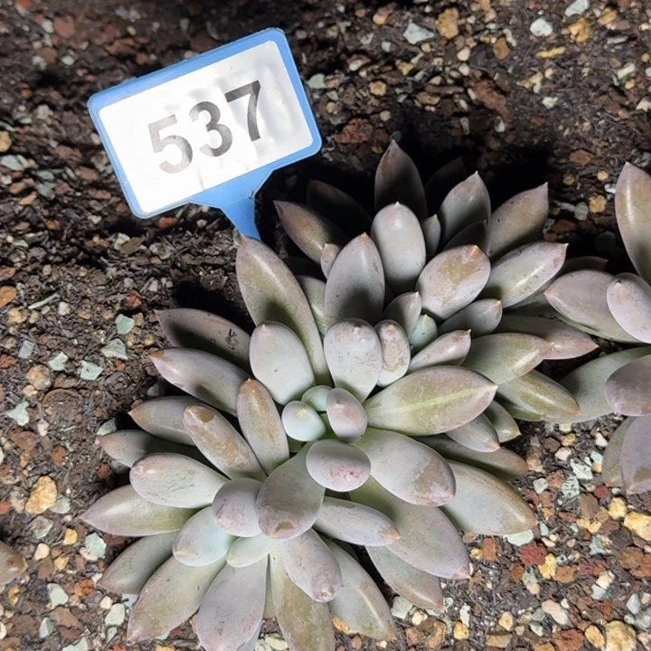 多肉植物彩胖体哥特537