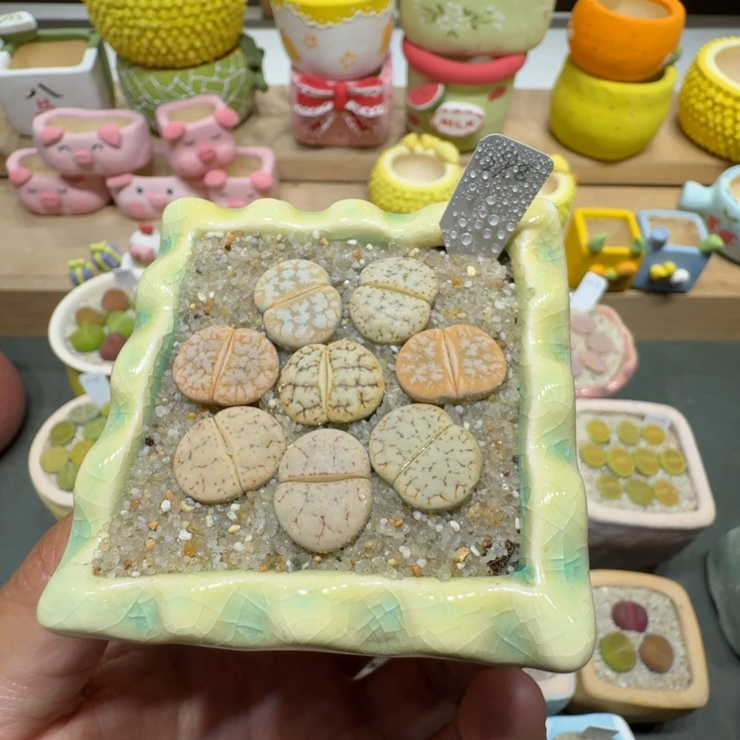 蘑菇228拿铁彩拼拿铁