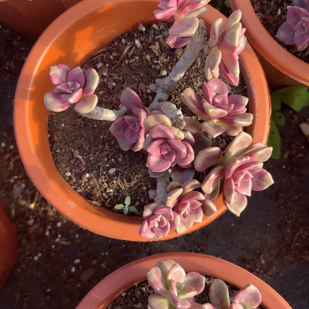 鹅肝老庄多肉植物