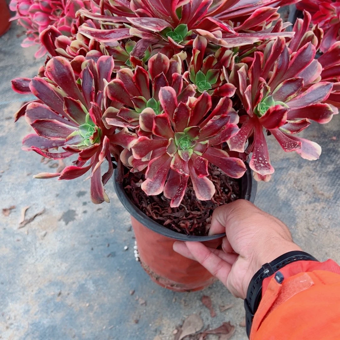 903欧佳丽多肉植物法师