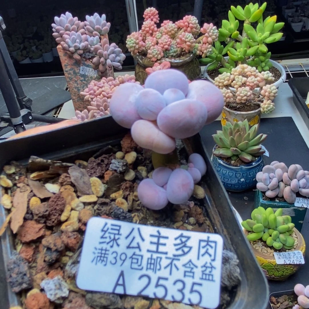 535橙奶多肉肉2c m