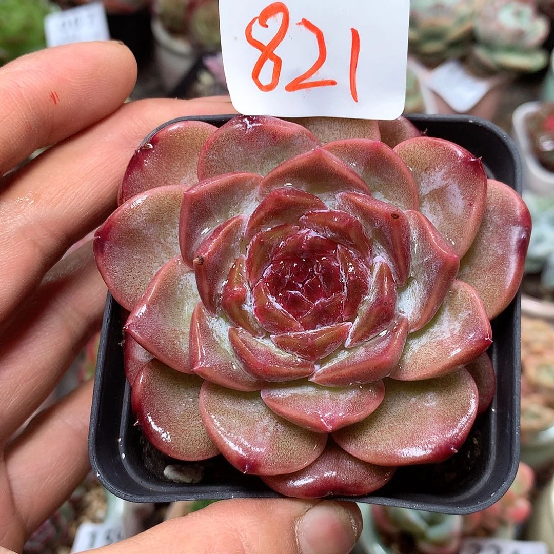 精控拇指盆9.24821