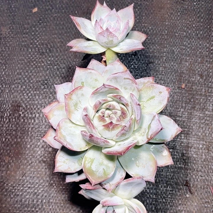 无花朵一帆风顺卡杂