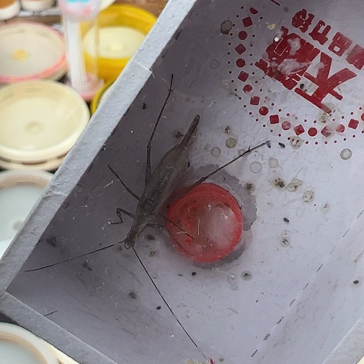 精品黑紫竹蛉2只………………