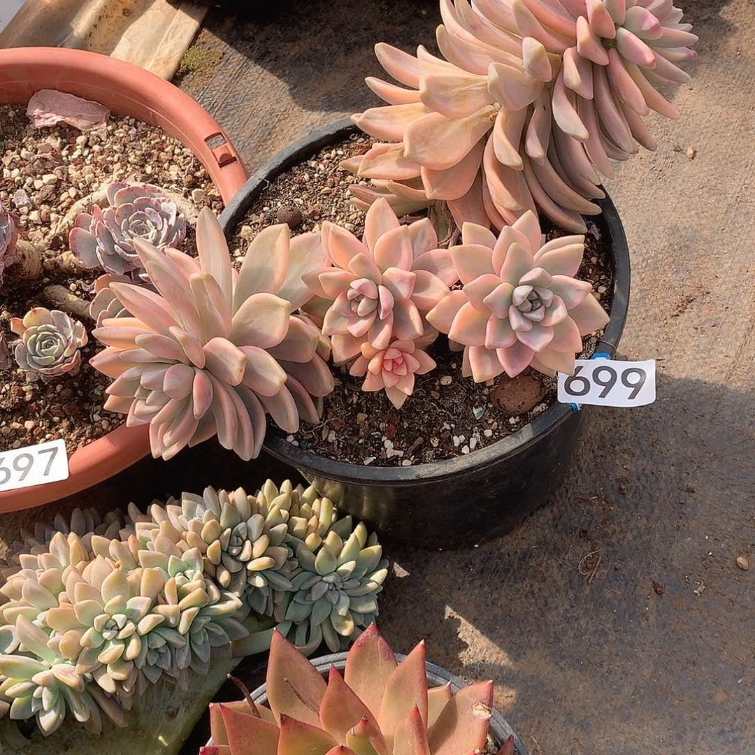 699 一物一拍多肉