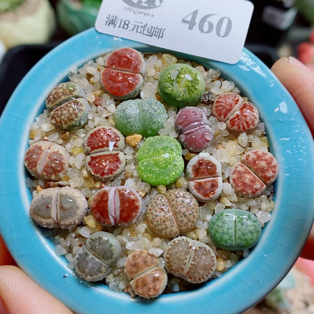 生石花花花花花花花460