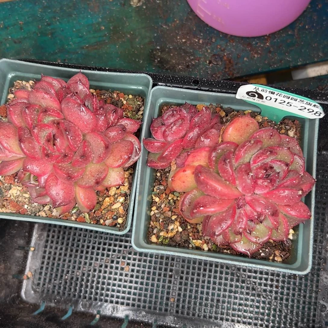 多肉一物一拍0125-298