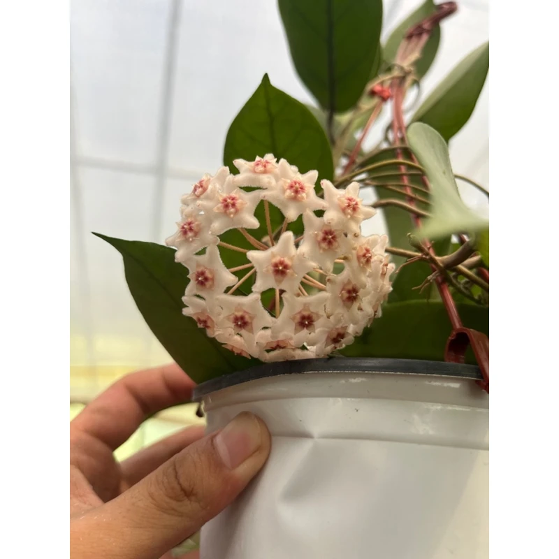 【护耳草球兰】经典勤花大花球兰勤花品种颜值高好养护