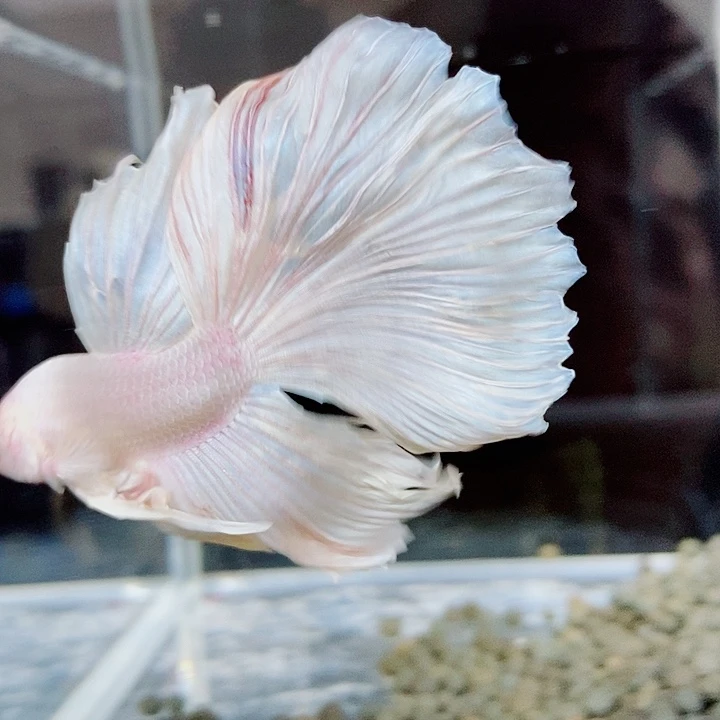 斗鱼黑355号巨斗半月