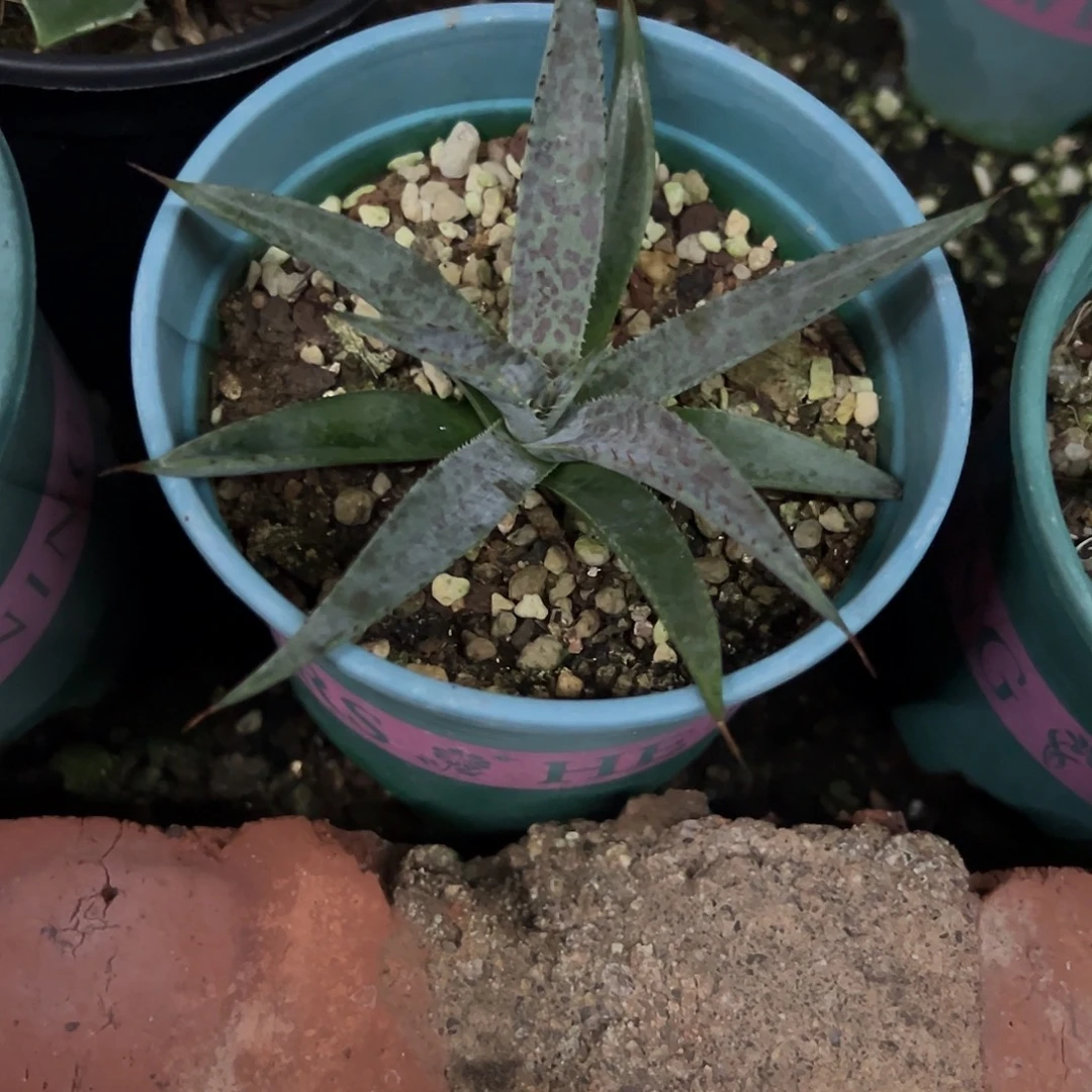 牙仙子龙舌兰植物