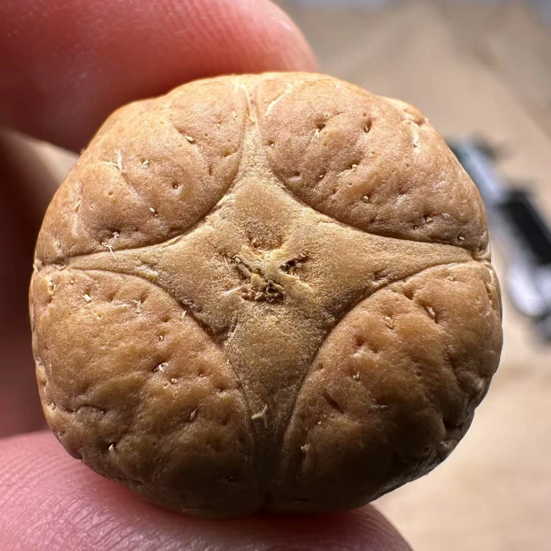 尼泊尔麒麟眼菩提，尺寸24，sss系列，货号S21