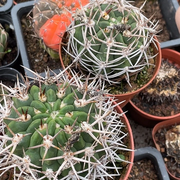 福利品2颗碧岩玉 自根