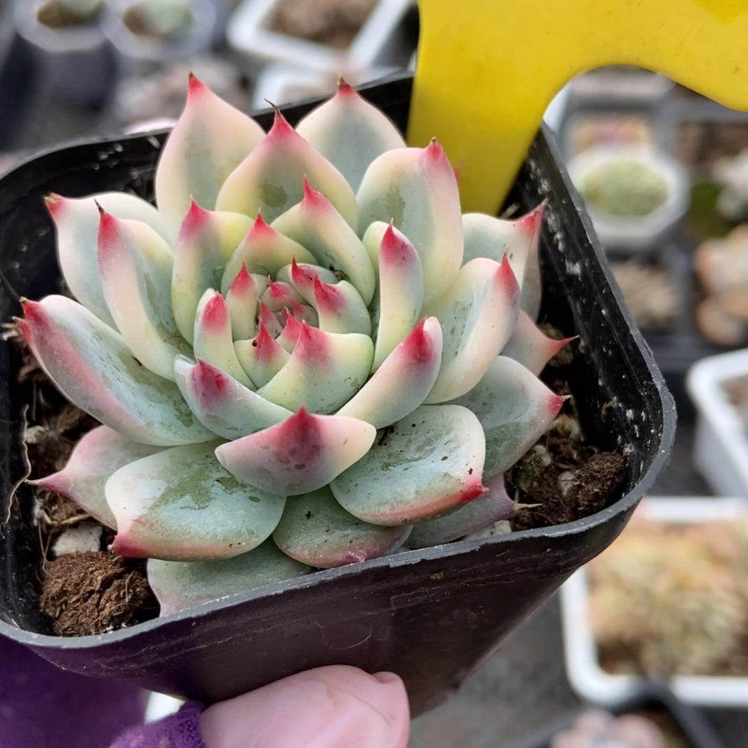 1855吉娃娃锦多肉植物保护