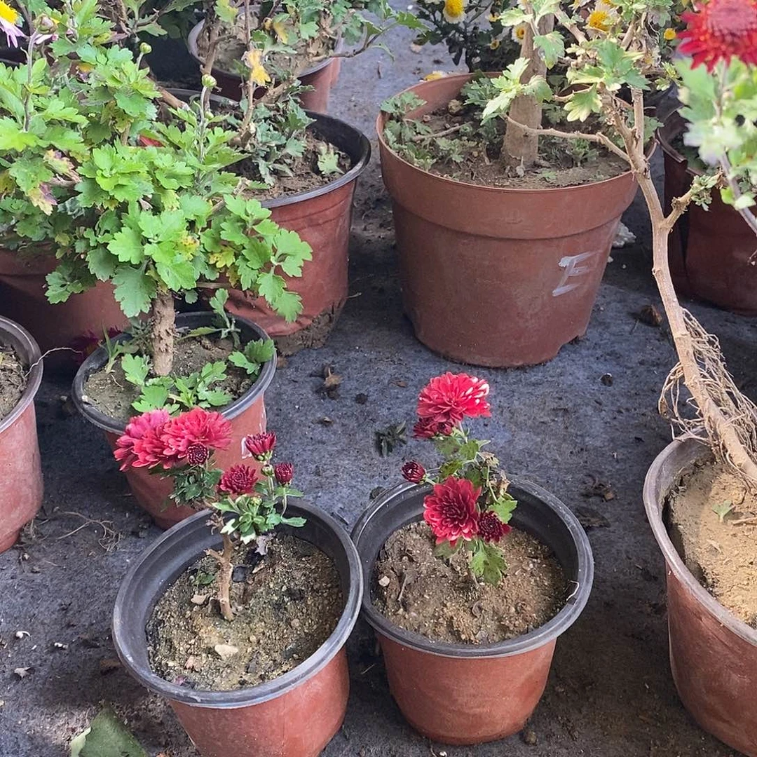 雷***行完全开放菊花森林里