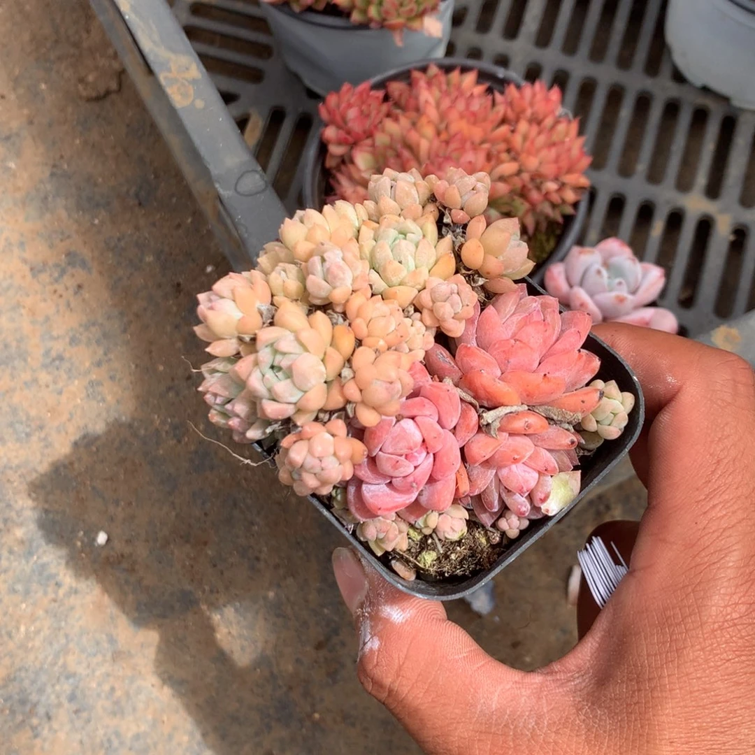 我不晓得咋搞诶噢啊
