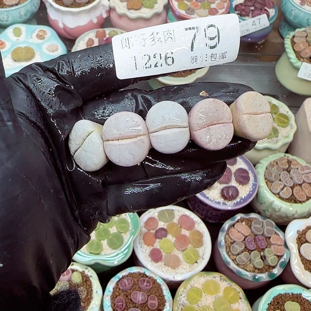 生石花满18包邮1226-79