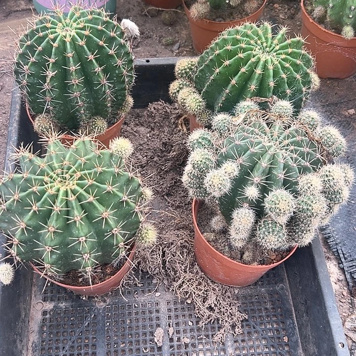 郑***好四个大彩草仙人球