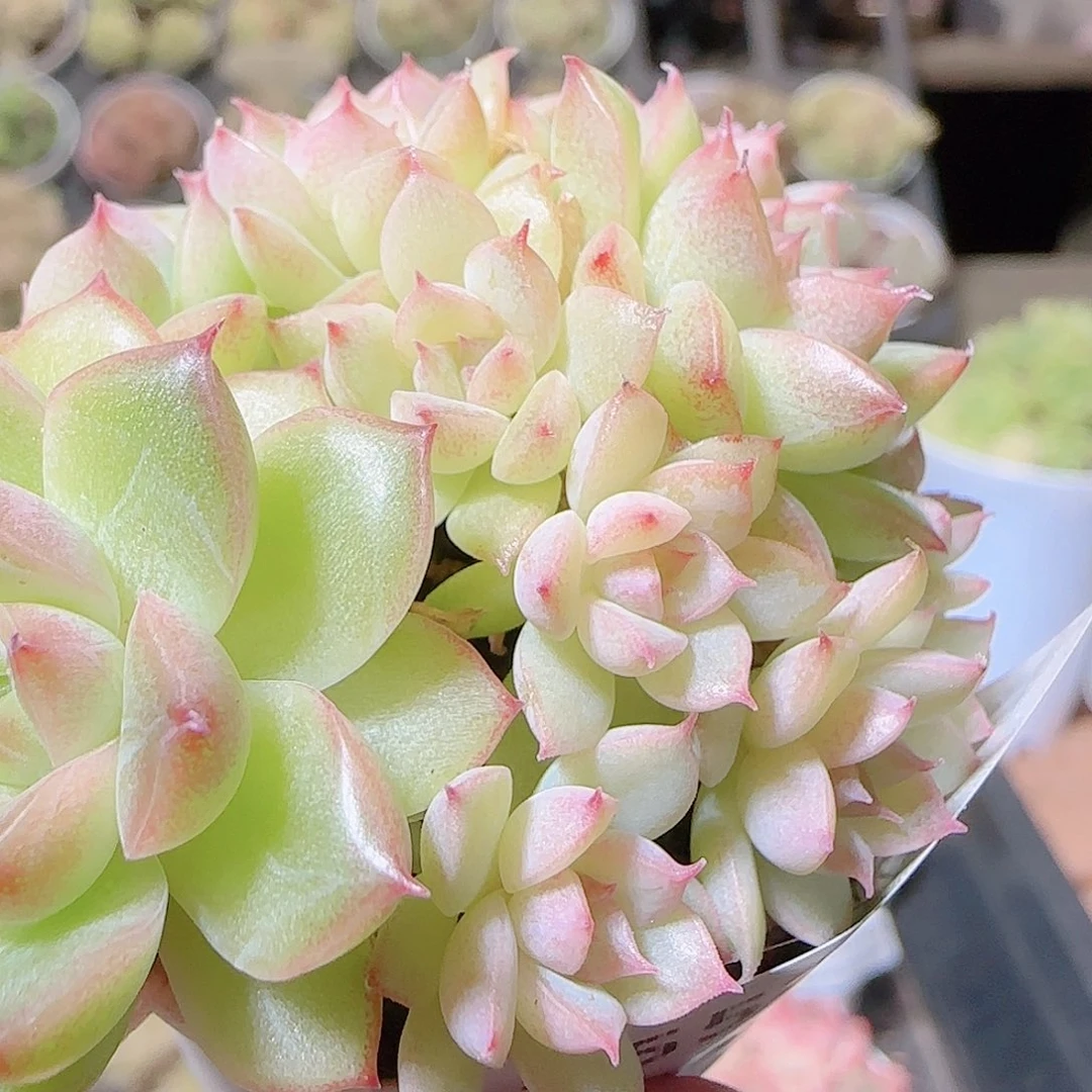 元***啊花语逸镜1120-255散