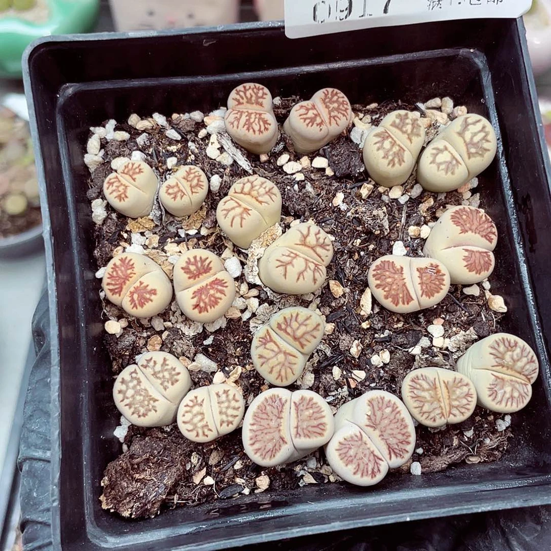 生石花18包邮0917-82