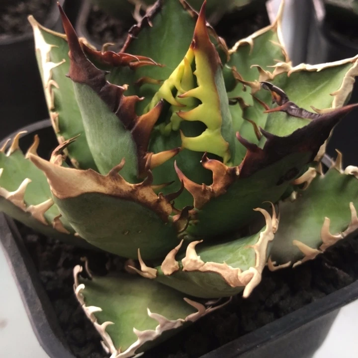红猫仁王冠龙舌兰