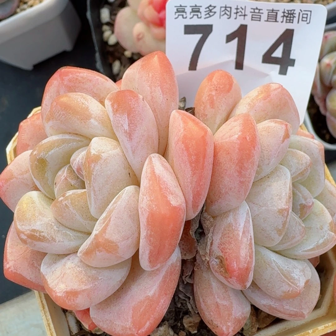 冰玉         精品多肉