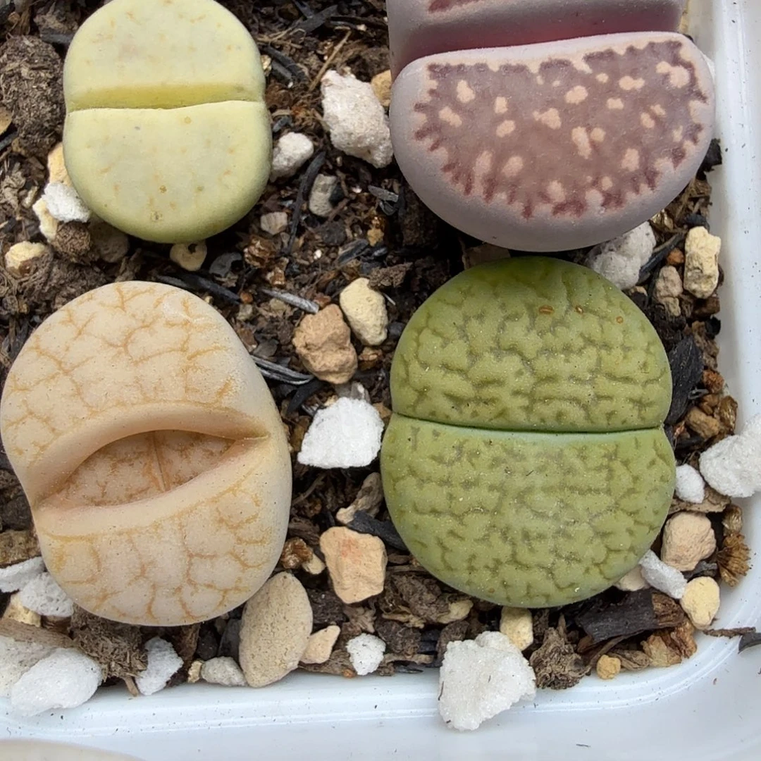 哈哈笑不出话就笑道222