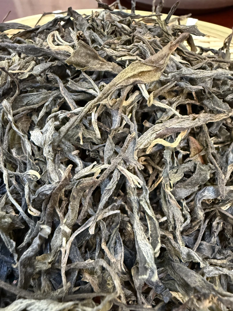 2025年天门山古树散茶