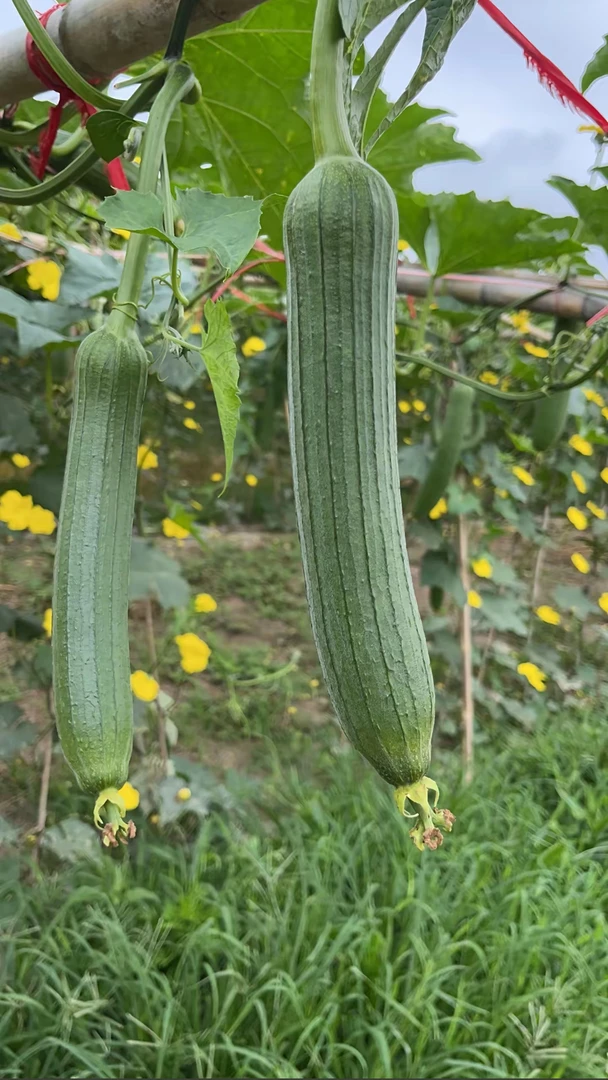 【顺丰包邮】江西宜春本地农家自种丝瓜