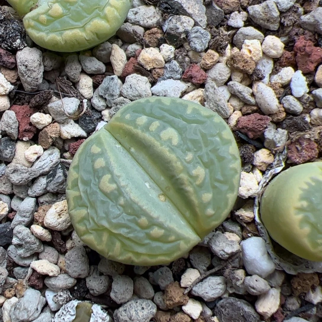 051号大牙 多肉植物