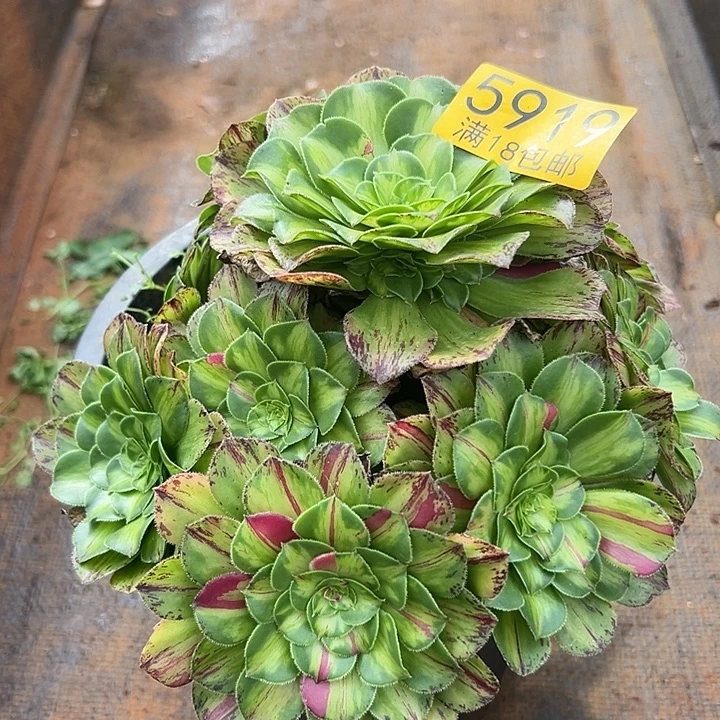 919 知否多肉法师锦