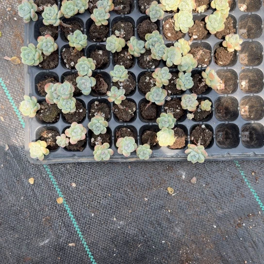 静听一物一拍专拍