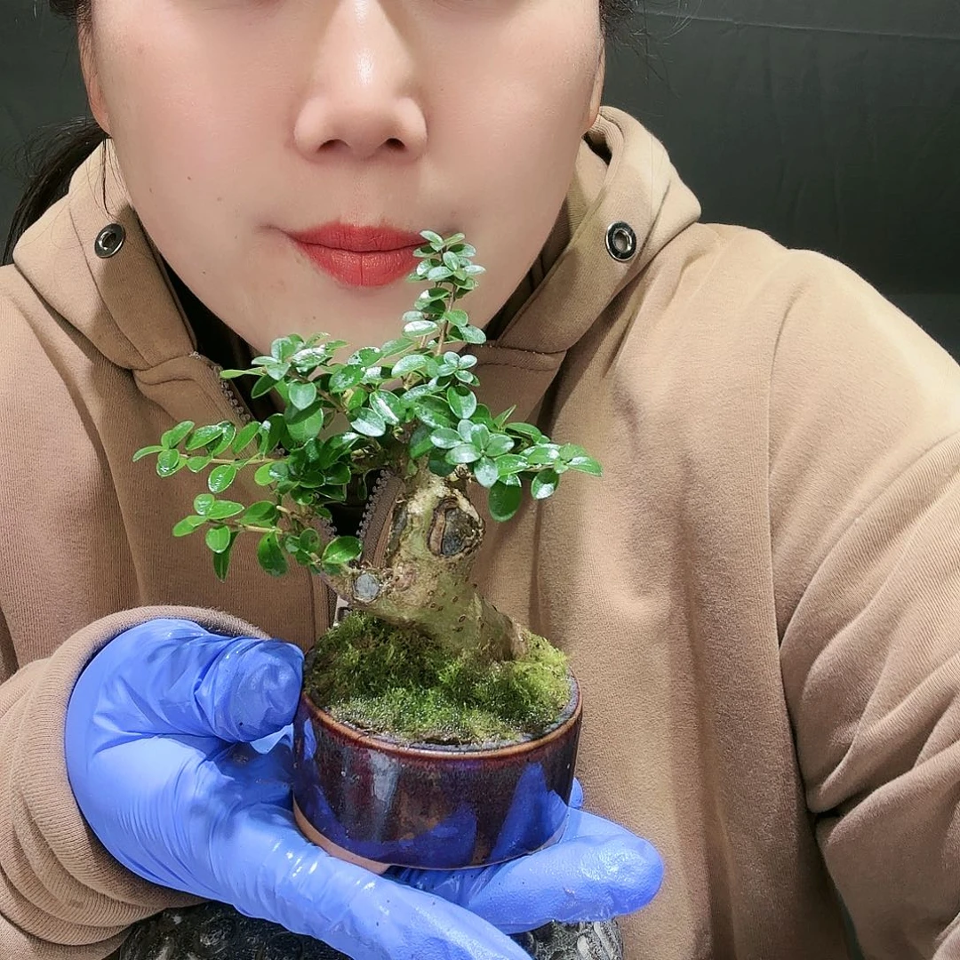 米叶冬青盆景掌中宝