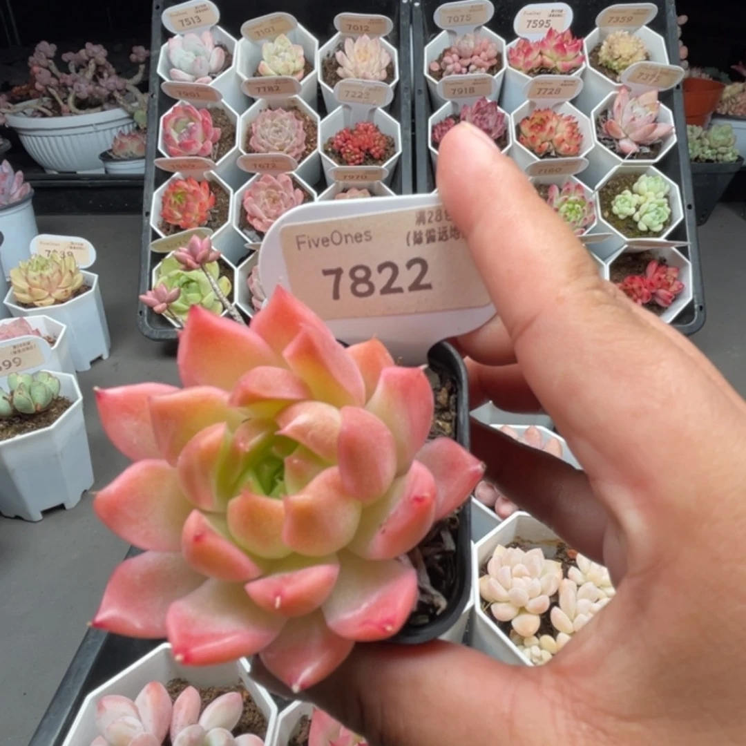 7822白玉城 4.5厘米