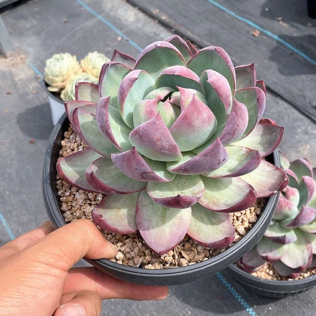 ****超大惊鸿仙子带哦盆发货