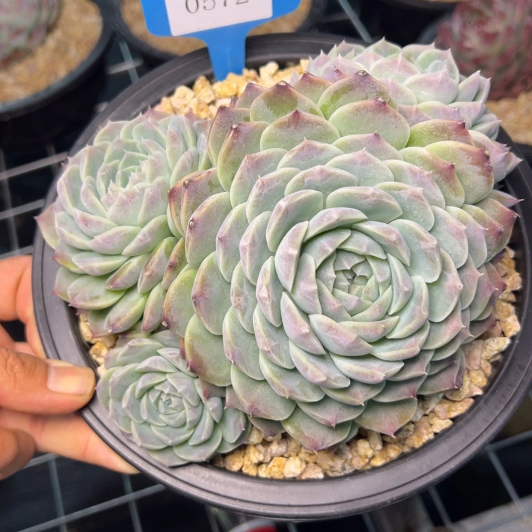 米*丫0572的多肉多的的多多