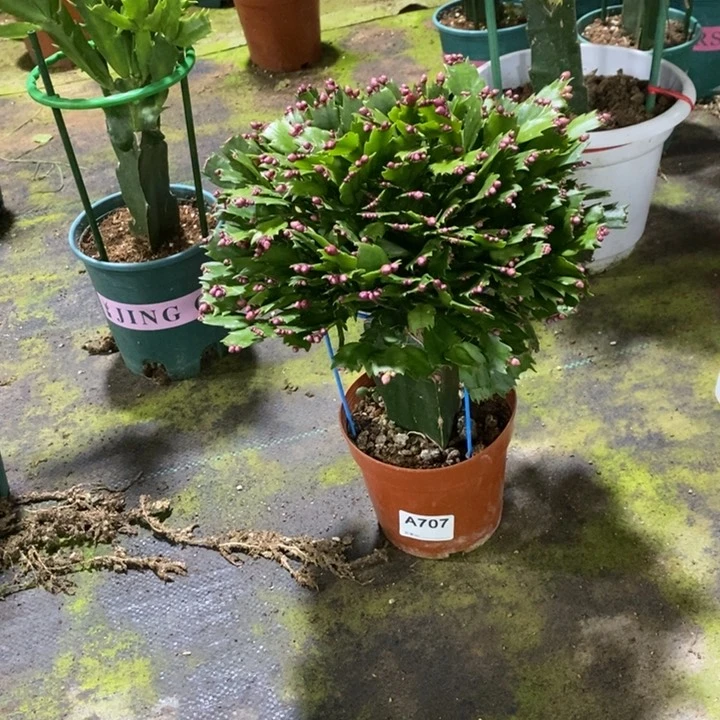 当前无花栽培后可以开花707嫁接加勒比