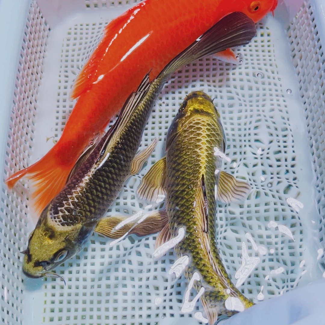 锦鲤16-18 2古1红锦鲤冷水观赏鱼