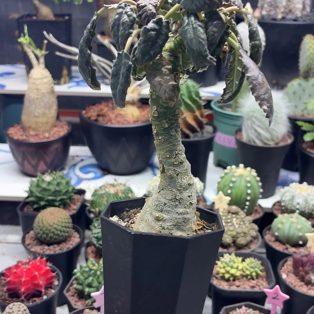 随***的小锦叶流桑一物一拍