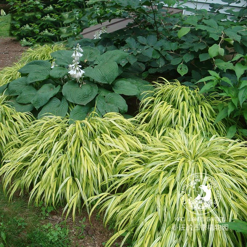 箱根草 风之草 耐阴多年生宿根耐寒耐热观叶植物户外花镜庭院花卉