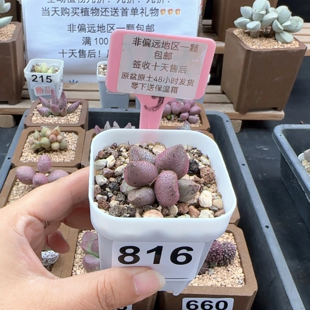 816黑酱多肉植物